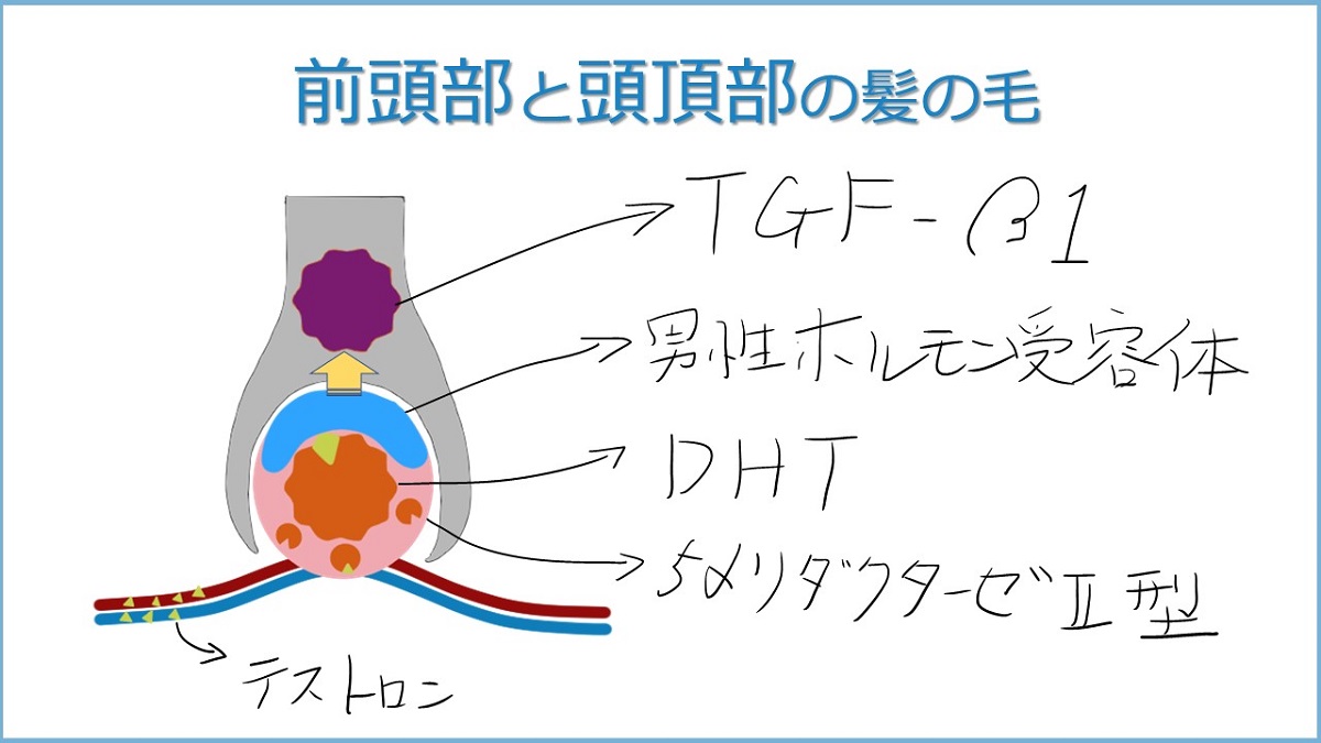 手術した後は半永久的に生え続ける自毛植毛の仕組み